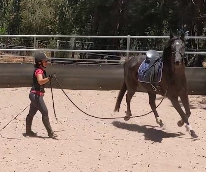 Horse Training: ground work