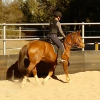 Training young horses