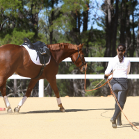 Training on the lunge